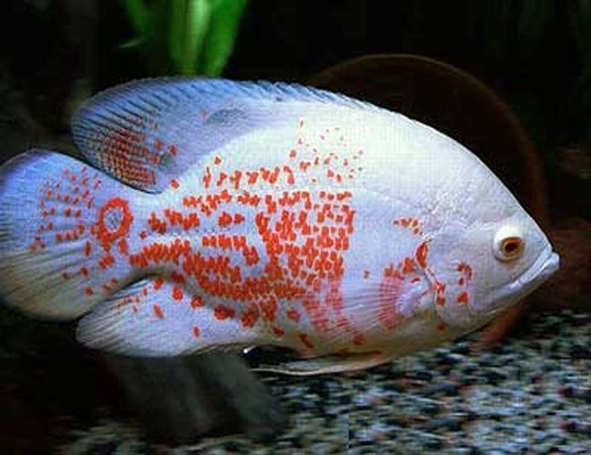 Albino Tiger Oscar